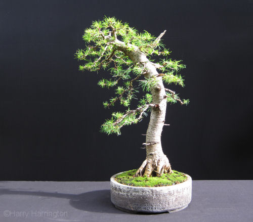 larch bonsai